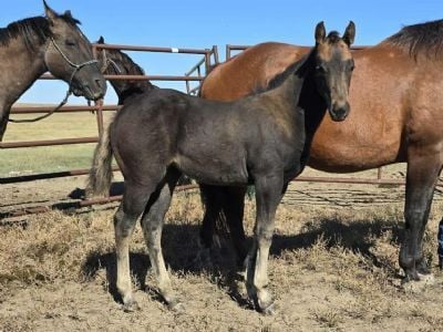 Bluestem Rohan JW<BR>AQHA PENDING
